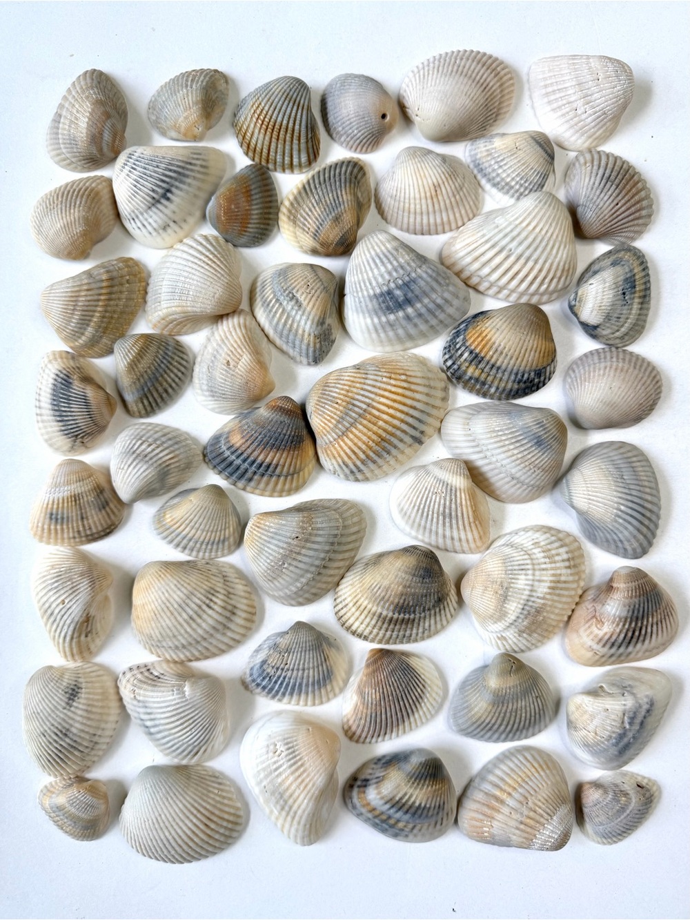 Seashells 50 Ark Clam Shells 1-1/4” to 2-3/8” Gray Tan Beach Decor Arts & Crafts